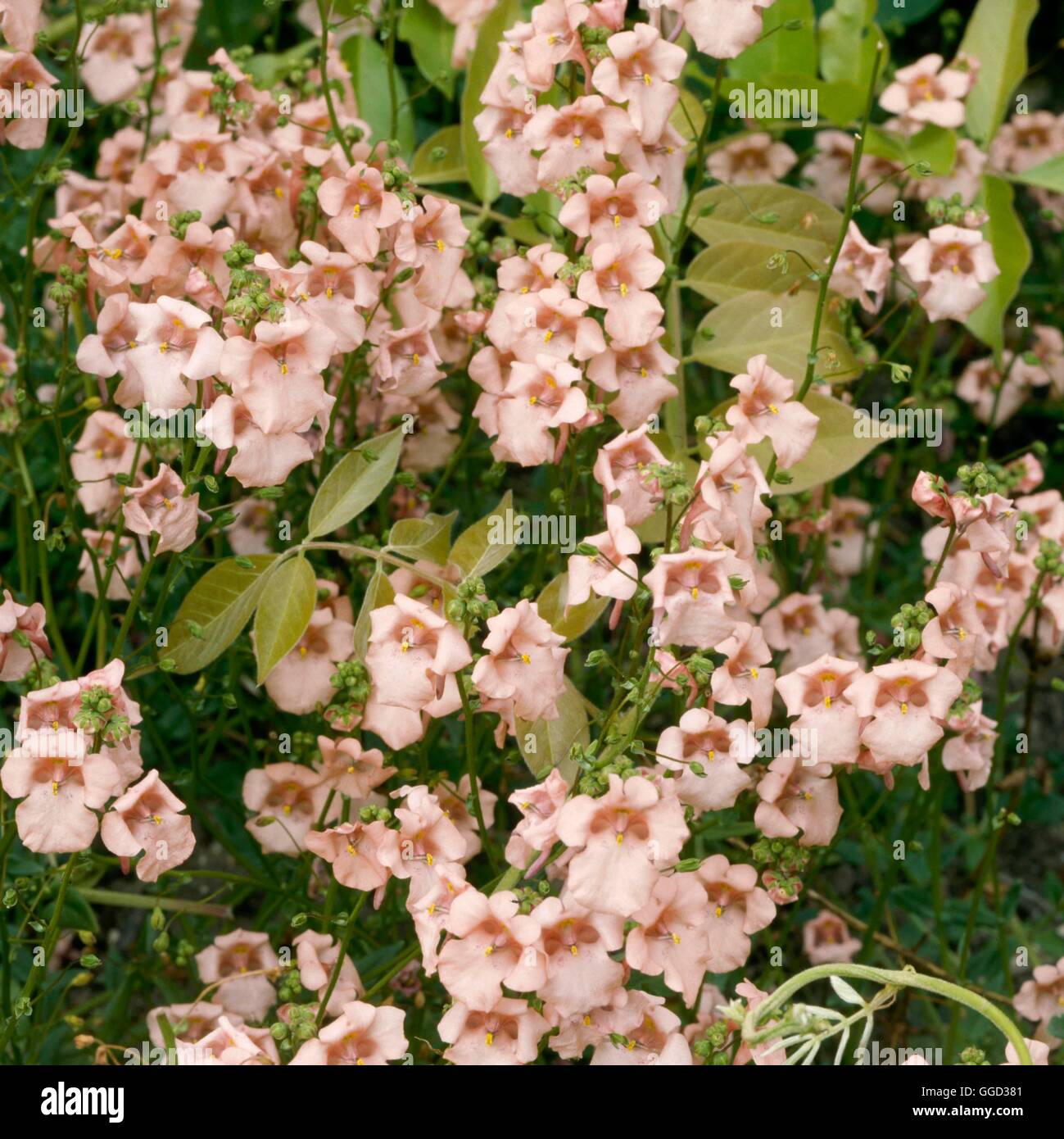 Diascia barbarae - `Blackthorn Apricot' AGM   ALP057533 Stock Photo